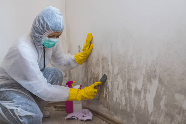 Mold Remediation for Vacation Homes in Montpelier, VT