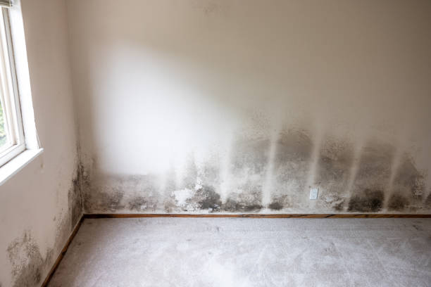 Trusted Montpelier, VT Mold Inspection, Removal & Remediation Experts